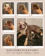 Old English Bulldog Pups, Dieren en Toebehoren, Honden | Bulldogs, Pinschers en Molossers, CDV (hondenziekte), 8 tot 15 weken