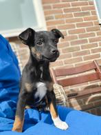 Speels en lief! Jack Russell puppie, black and tan teefje, Particulier, Meerdere, Teef, 8 tot 15 weken