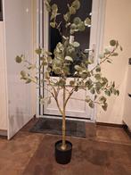 Eucalyptus in pot - Groenrijk - Nieuw, Huis en Inrichting, Ophalen of Verzenden, Nieuw, Binnen