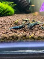 Boa caridina garnalen, Dieren en Toebehoren, Kreeft, Krab of Garnaal, Zoetwatervis, Schoolvis