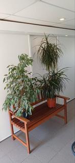 2 Grote kamerplanten, Ophalen, Ficus