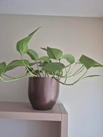 Plant in pot, Ophalen, Overige soorten, Halfschaduw, In pot