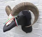 Schedel middelgrote MOEFLON RAM op dubbel eikenhouten schild, Verzamelen, Dierenverzamelingen, Ophalen of Verzenden, Gebruikt