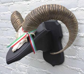 Schedel middelgrote MOEFLON RAM op dubbel eikenhouten schild beschikbaar voor biedingen