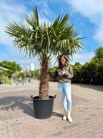 Palmboom €150 Op=Op Trachycarpus Fortunei 240cm, Tuin en Terras, Planten | Bomen, Bloeit niet, 100 tot 250 cm, Palmboom, Ophalen