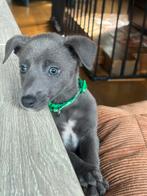 Prachtige whippet pups, CDV (hondenziekte), 8 tot 15 weken, Meerdere, Meerdere dieren