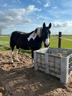 Verzorgster gezocht, Dieren en Toebehoren, Paarden en Pony's | Overige Paardenspullen, Ophalen, Nieuw