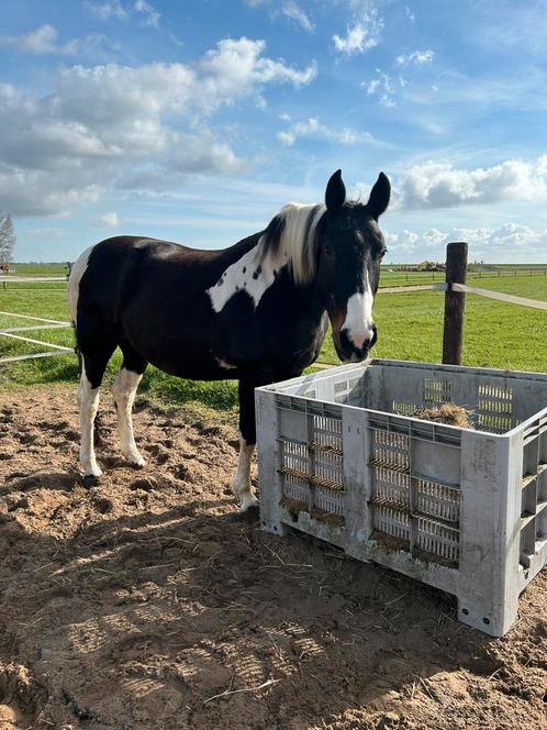 Verzorgster gezocht, Dieren en Toebehoren, Paarden en Pony's | Overige Paardenspullen, Nieuw, Ophalen
