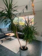Grote Yucca kamerplant met pot, Ophalen, 200 cm of meer, Halfschaduw, In pot