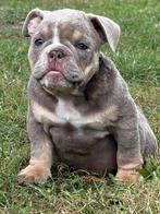 New English Bulldog / Old English Bulldog Teefje, Dieren en Toebehoren, CDV (hondenziekte), 8 tot 15 weken, Teef, Bulldog