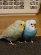 Parkieten, Dieren en Toebehoren, Vogels | Parkieten en Papegaaien, Meerdere dieren, Parkiet