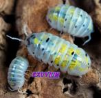 Armadillidium vulgare Magic Potion isopods / pissebedden, Dieren en Toebehoren, Insecten en Spinnen, Overige soorten