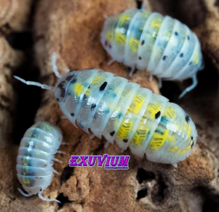 Armadillidium vulgare Magic Potion isopods / pissebedden, Dieren en Toebehoren, Insecten en Spinnen, Overige soorten