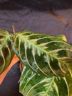 Maranta Cat Mustache NoID, Huis en Inrichting, Kamerplanten, Ophalen of Verzenden, Halfschaduw, Minder dan 100 cm