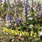 Zenegroen planten, Ophalen of Verzenden, Zomer, Groenteplanten, Volle zon