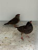 Patrijsastrild - Ortygospiza atricollis, Meerdere dieren, Tropenvogel, Geringd