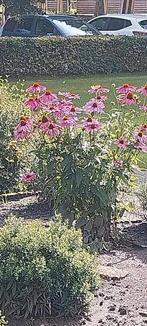 Zonnehoed paars vaste plant, Ophalen of Verzenden, Zomer, Overige soorten, Volle zon