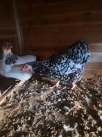 Wyandotte hen kriel, Dieren en Toebehoren, Pluimvee, Vrouwelijk, Kip