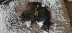 Maine Coon kittens, Meerdere dieren