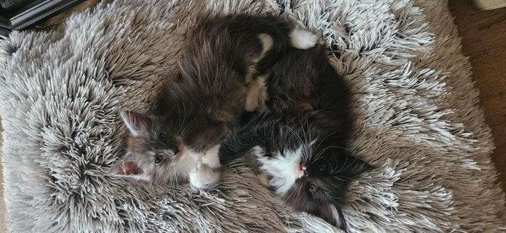 Maine Coon kittens, Dieren en Toebehoren, Katten en Kittens | Overige Katten, Meerdere dieren