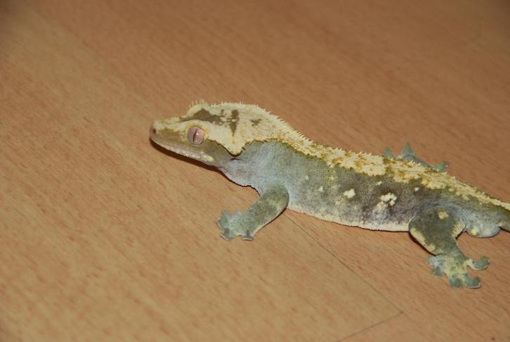 Diverse gekko's te koop