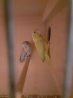 Forpussen., Meerdere dieren, Kleurkanarie