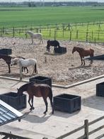 Pensionstal in Abbenes, Dieren en Toebehoren, Stalling en Weidegang