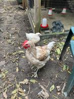 Haan, Jersey giant gratis ophalen, Dieren en Toebehoren, Pluimvee, Mannelijk, Kip