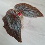 Begonia U062 zeldzaam, Ophalen of Verzenden, Overige soorten, Minder dan 100 cm
