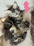 Maine coon vrouwtje, Dieren en Toebehoren, Katten en Kittens | Raskatten | Langhaar, Poes, Ontwormd, 0 tot 2 jaar