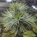 Tillandsia ionantha 'Rubra' XXL clump/ball, Ophalen of Verzenden, Zomer, Volle zon