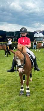 De allerbraafste pony + jonge welsh a pony, Dieren en Toebehoren, Merrie, B, Gechipt, B pony (1.17m tot 1.27m)