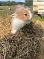 Mooi langharig teddy voedster, Dieren en Toebehoren, Konijnen, Vrouwelijk, Klein, 0 tot 2 jaar