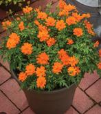 Cosmos mandarin planten, Ophalen, Zomer, Overige soorten, Volle zon