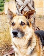 HzH-MOJO ( al in NL) senior knuffelbeer zoekt lieve baas, 6 jaar of ouder, Particulier, Rabiës (hondsdolheid), Reu