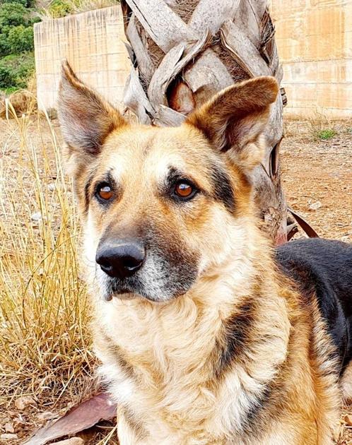 HzH-MOJO ( al in NL) senior knuffelbeer zoekt lieve baas, Dieren en Toebehoren, Honden | Herdershonden en Veedrijvers, Reu, Herder