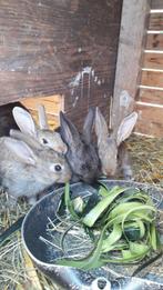 Konijntjes, Dieren en Toebehoren, Meerdere dieren, Middelgroot, 0 tot 2 jaar