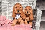 Engelse cocker spaniël pups, België, 15 weken tot 1 jaar, Parvo, Meerdere