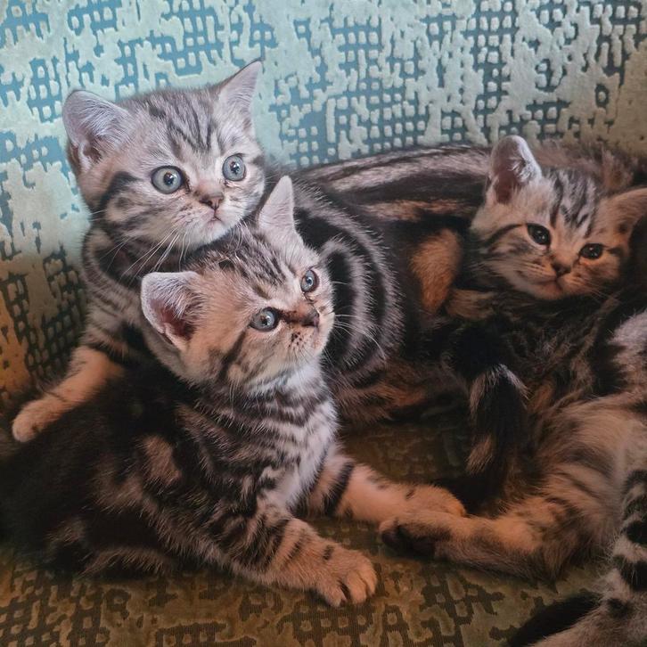Prachtige Britse korthaar Black silver blotched kittens, Dieren en Toebehoren, Katten en Kittens | Raskatten | Korthaar, Meerdere dieren