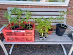 Gezonde Tomatenplanten!, Ophalen, Minder dan 30 cm, Minder dan 60 cm, Rond