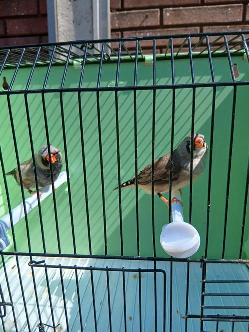 Charcoal zebravinken, Dieren en Toebehoren, Vogels | Overige Vogels, Tropenvogel, Meerdere dieren, Geringd