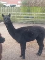 Te Koop Alpaca hengst