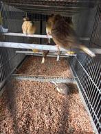 Gloster kanaries, Meerdere dieren, Kleurkanarie