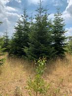 30  volle Nordmann kerstbomen 3/4 m vers v/h land, Tuin en Terras, Ophalen, Volle zon, Overige soorten