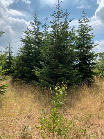 30  volle Nordmann kerstbomen 3 / 3.5 m bieden t/m 7 nov beschikbaar voor biedingen