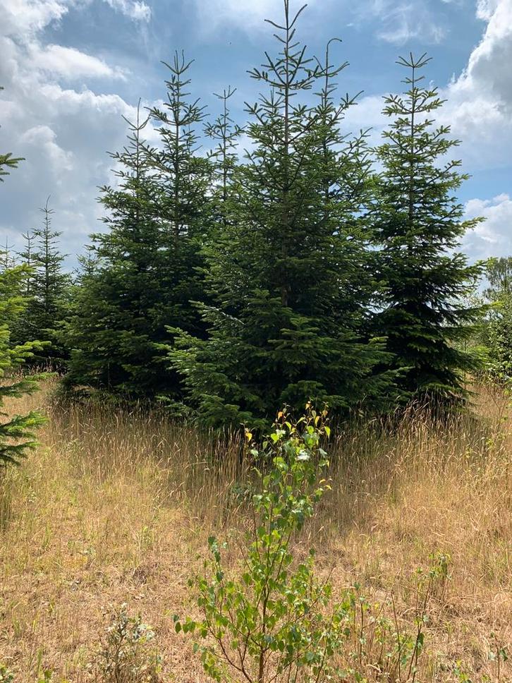 30  volle Nordmann kerstbomen 3 / 3.5 m bieden t/m 7 nov, Tuin en Terras, Planten | Bomen, Overige soorten, Volle zon, Ophalen