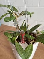 Hoya Silver Lady, Huis en Inrichting, Kamerplanten, Overige soorten, Minder dan 100 cm, Bloeiende kamerplant, Halfschaduw