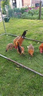 Friese hoen, Dieren en Toebehoren, Meerdere dieren, Kip