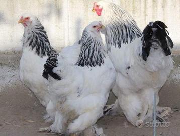 Mooi trio Brahma’s Columbia te koop. beschikbaar voor biedingen