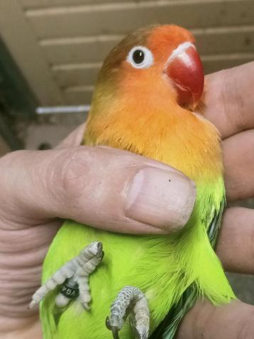Prachtige piep jonge agapornis fisheri lovebirds wk xxl maat beschikbaar voor biedingen